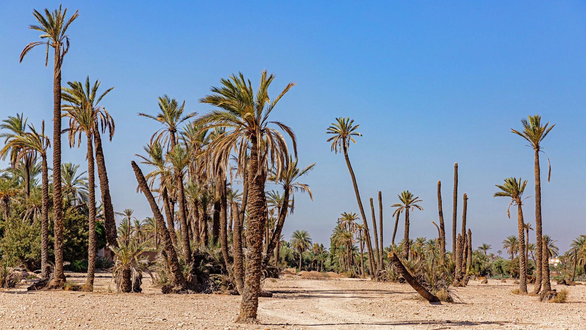 Land plot · Marrakech, Marrakech