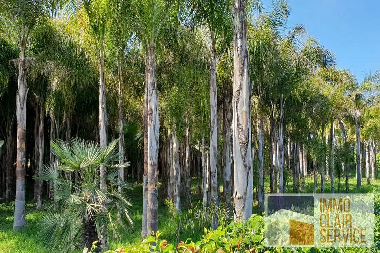 Landbouwgrond Te Koop in Bouznika