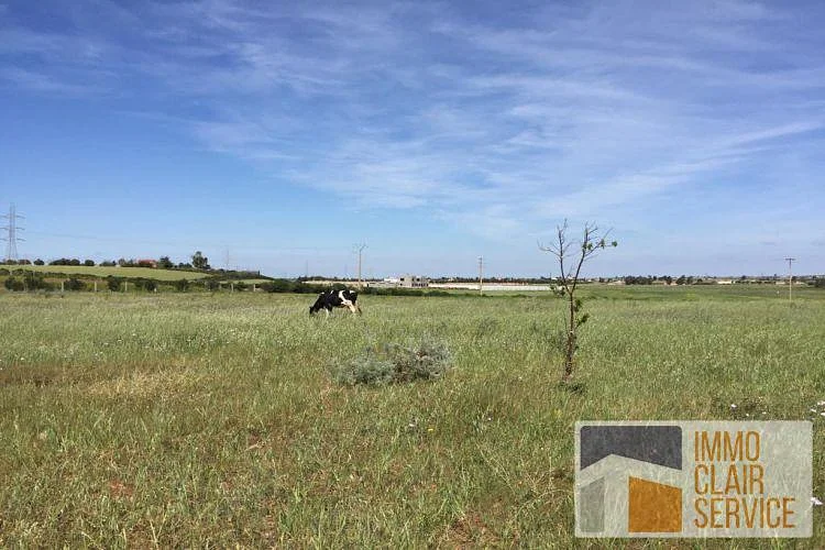 Grond met Olijfboom en Water nabij Bouznika