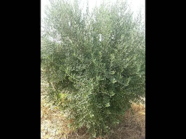 أرض زراعية - فاس