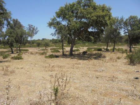 Terrain - Habitation - Benslimane