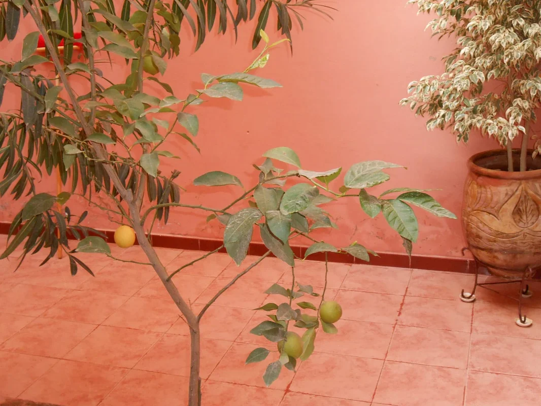 Immeuble à vendre à Casablanca Nouaceur