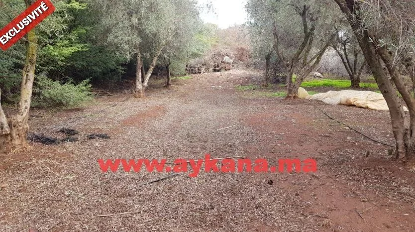 Vente Ferme Tiflet REF 2959