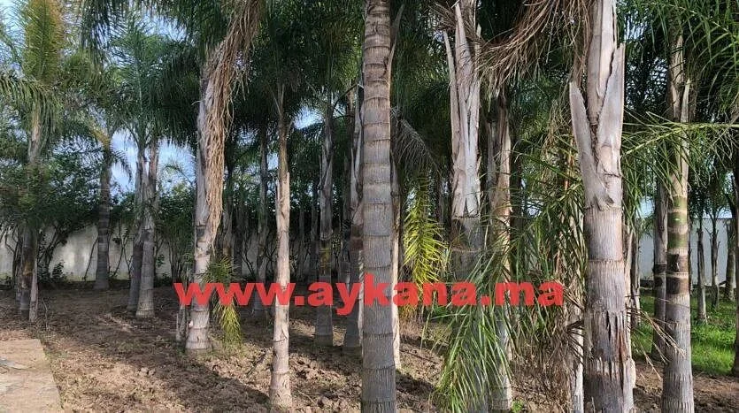 Vente Ferme Skhirat REF 3560