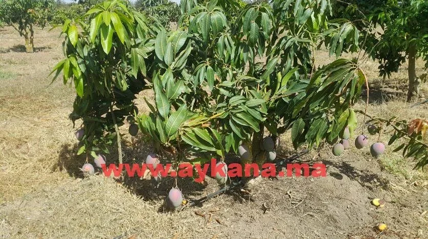 Vente Ferme Skhirat REF 3238