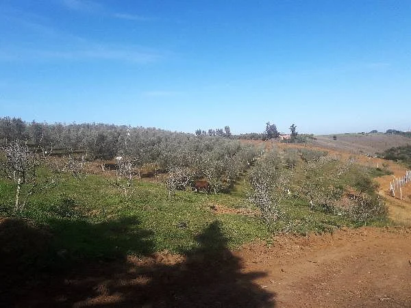 Ferme 3 ha à vendre à Oum Azza