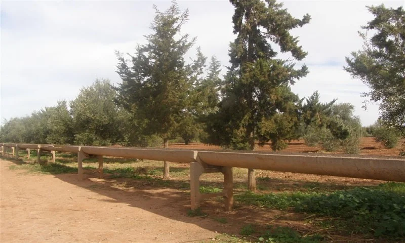 مزرعة على 60 هكتار مع 12000 شجرة زيتون