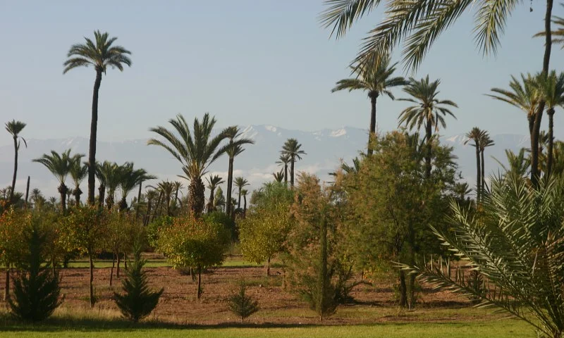 Terrain de 1 Ha (10,000m2) | Titre | Permis de construire | Marrakech Palmeraie