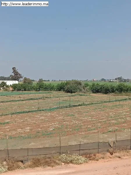 Terrain 50 hectare à Larache