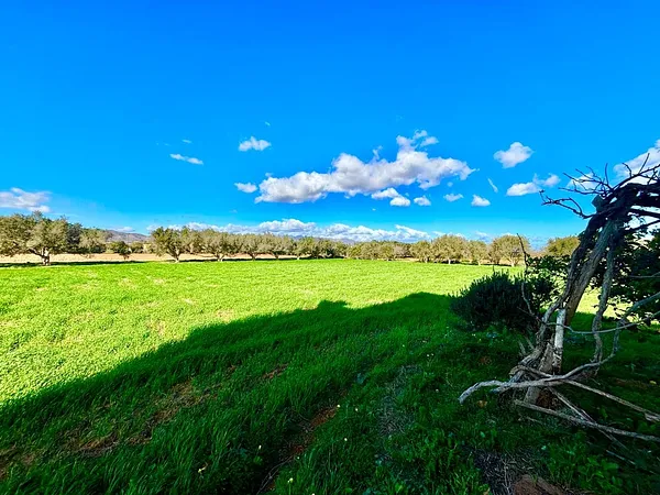 Terrain agricole à vendre BOUAARG – NADOR-immo zarrabi