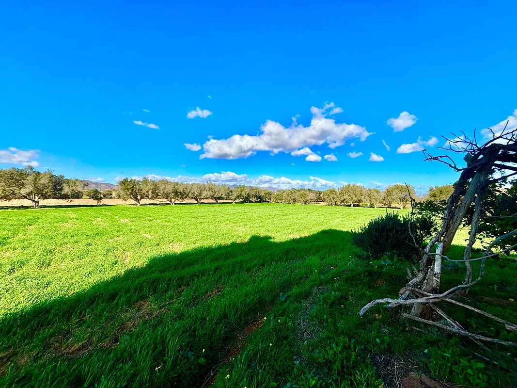 Agrarisch terrein te koop BOUAARG - NADOR