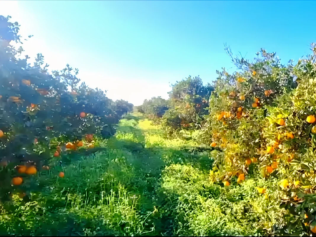 أرض زراعية للبيع في الناظور