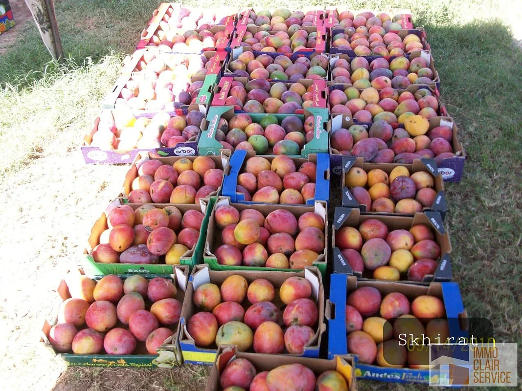 أرض زراعية للبيع في سكيرت