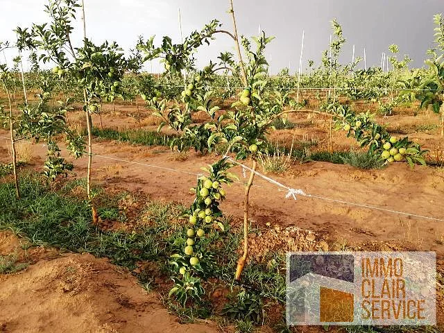 Grond te koop met appelbomen in Midelt